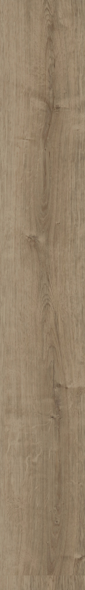 Copano Oak